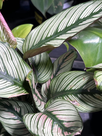 White Star Calathea, Goeppertia majestica, perennial herb with large leaves having broad white stripes in distinct pattern and wide green midrib.の写真素材