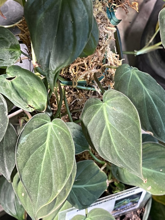 Velvet leaf Philodendron, Philodendron Micans, tropical vining plant with heart shaped velvety leaves , useful house plant.の写真素材