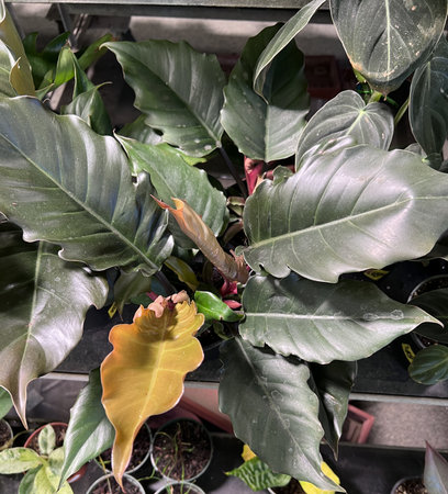 Red-leaf philodendron, Philodendron erubescens, evergreen climbing plant with red stem and long heart-shaped leaves, house plant.の写真素材
