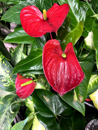 Anthurium andreanum 'albama', red cultivar with heart shaped green leaves and red spathe and yellow erect spadixの写真素材