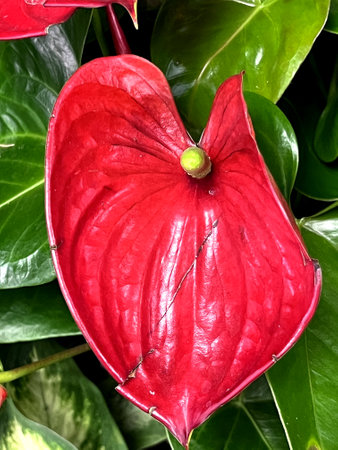 Anthurium andreanum 'albama', red cultivar with heart shaped green leaves and red spathe and yellow erect spadixの写真素材