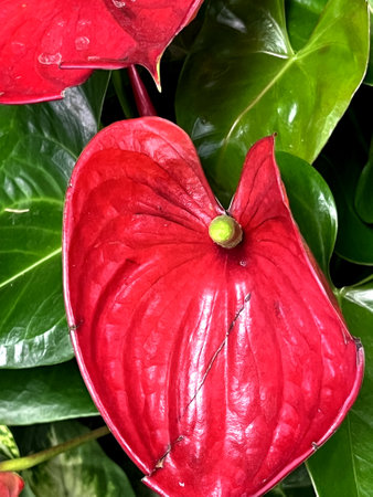 Anthurium andreanum 'albama', red cultivar with heart shaped green leaves and red spathe and yellow erect spadixの写真素材