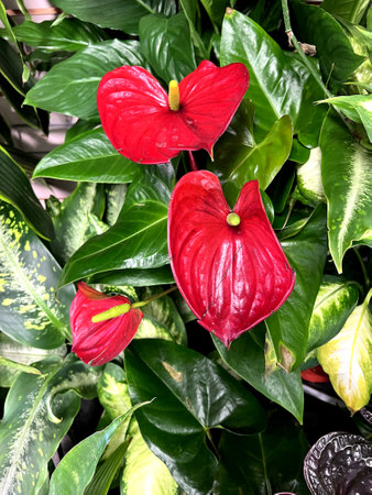 Anthurium andreanum 'albama', red cultivar with heart shaped green leaves and red spathe and yellow erect spadixの写真素材