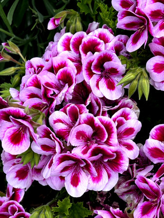 Imperial Regal Geranium, Pelargonium grandiflorum 'Imperial', Purple White, evergreen shrub with sharply pointed leaves and large flowers white edged with purple center.の写真素材
