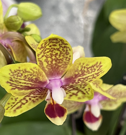 Moth orchid, Phalaenopsis yellow cultivar with purple spots and purple white margined labellum.の写真素材
