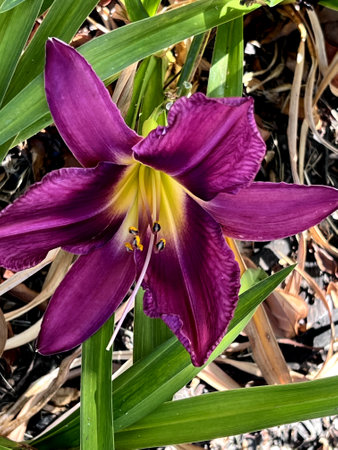 Purple Daylily, Hemerocallis Russian Rhapsody , bulbous herb with linear leaves and large star-shaped purple flowers with yellow center and stamens.の写真素材