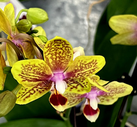 Moth orchid, Phalaenopsis yellow cultivar with purple spots and purple white margined labellumの写真素材