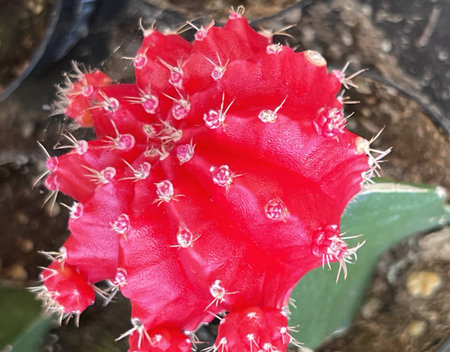 Moon Cactus Red, Gymnocalycium mihanovichii, globular cactus usually red, yellow or pink color grafted on to Hylocereus sp., which provides support and nutrition.の写真素材