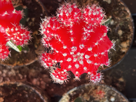 Moon Cactus Red, Gymnocalycium mihanovichii, globular cactus usually red, yellow or pink color grafted on to Hylocereus sp., which provides support and nutrition.の写真素材