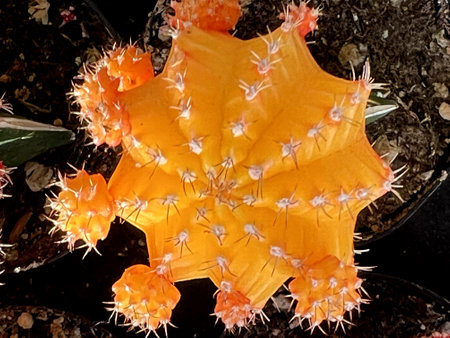 Yellow cultivar of Moon Cactus, Gymnocalycium mihanovichii, a cactus without chlorophyll grafted on a green cactus, popular small cactus.の写真素材
