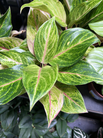 Green Papaya Chinese Evergreen, Aglaonema Green Papaya, attractive house plant with deep-green dappled glossy leaves having pink central streakの写真素材