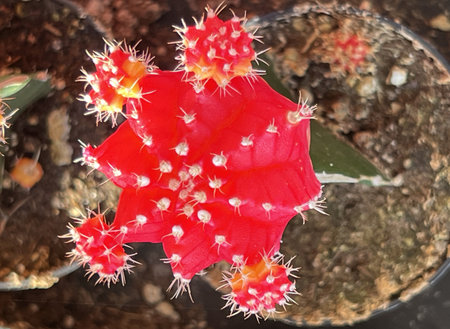 Moon Cactus Red, Gymnocalycium mihanovichii, globular cactus usually red, yellow or pink color grafted on to Hylocereus sp., which provides support and nutrition.の写真素材