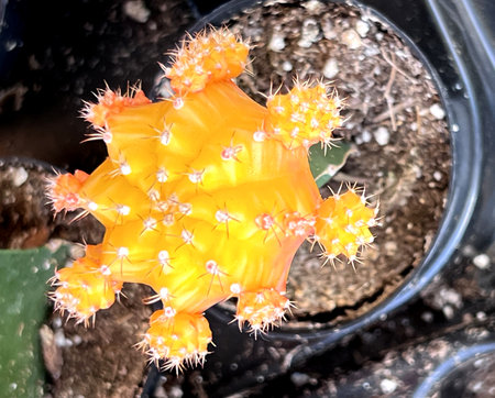 Yellow cultivar of Moon Cactus, Gymnocalycium mihanovichii, a cactus without chlorophyll grafted on a green cactus, popular small cactus.の写真素材