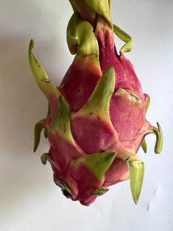 Dragon Fruit with bracteoles, Selenicereus undatus oval fruit, white fresh, small black seeds and pink to red skin, grown as ornamental vine as well as food crop.の写真素材