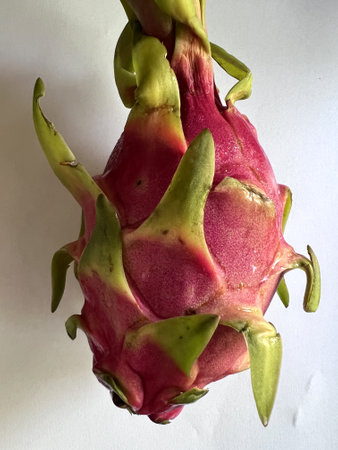 Dragon Fruit with bracteoles, Selenicereus undatus oval fruit, white fresh, small black seeds and pink to red skin, grown as ornamental vine as well as food crop.の写真素材