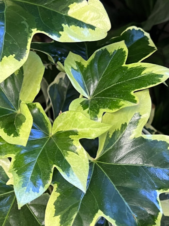 Angyo Star Tree Ivy x Fatshedera lizei 'Angyo Star', shrubby evergreen vine with rich green glossy 5-lobed leaves with irregular creamy white margins.の写真素材