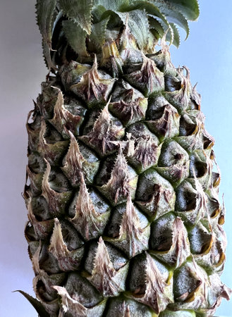 Pineapple fruit terminated by leaves, Ananas comosus, herbaceous tropical perennial with spirally arranged spiny leaves spike inflorescence which matures into fleshy multiple fruitの写真素材