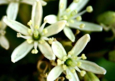 Flowers of Curry tree, Murraya koenigii, white flower with 5, petals and ten stamens in two whorls, leaves are valued and used in many Indian dishes.の写真素材