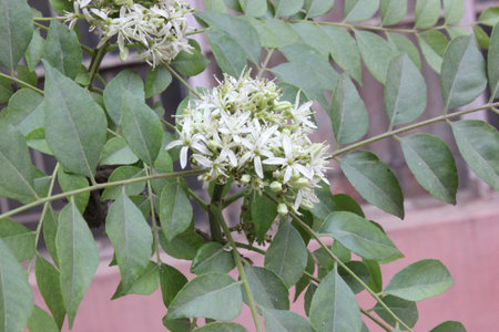 Curry tree, Murraya koenigii, small tree with pinnate compound leaves and white flower with 5, petals and ten stamens in two whorls, leaves are valued, used in many Indian dishes.の写真素材