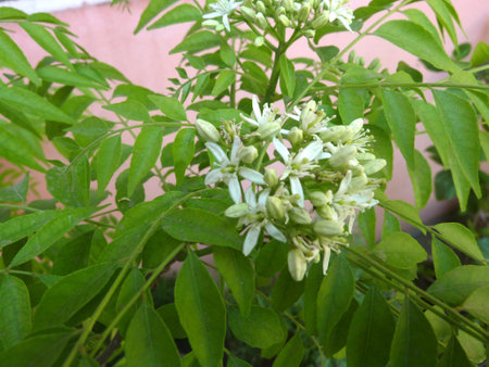 Curry tree, Murraya koenigii, small tree with pinnate compound leaves and white flower with 5, petals and ten stamens in two whorls, leaves are valued, used in many Indian dishes.の写真素材