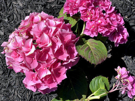 Flower heads of Hydrangea macrophylla, deciduous shrub, large serrated leaves, large blue, bluish purple to pink 4-merous flowers, decorative sepals, small petals fertile stamensの写真素材