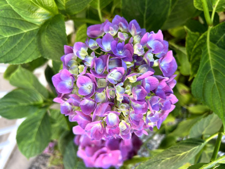 Flower heads of Hydrangea macrophylla, deciduous shrub, large serrated leaves, large blue, bluish purple to pink 4-merous flowers, decorative sepals, small petals fertile stamensの写真素材