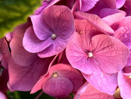 Flowers of Hydrangea macrophylla, deciduous shrub with large serrated leaves, large pink tetramerous flowers with decorative sepals, small petals and fertile stamensの写真素材
