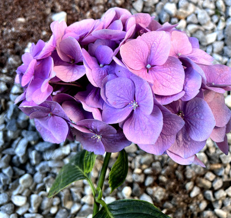 Flower heads of Hydrangea macrophylla, deciduous shrub, large serrated leaves, large blue, bluish...