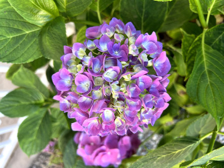 Flower heads of Hydrangea macrophylla, deciduous shrub, large serrated leaves, large blue, bluish purple to pink 4-merous flowers, decorative sepals, small petals fertile stamensの写真素材