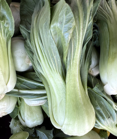 Bok Choy Vegetable, Brassica rapa var. chinensis, a type of Chinese cabbage having green leaves with bulbous base, not forming compact head. slightly sweeter, with a mildly pepperyの写真素材