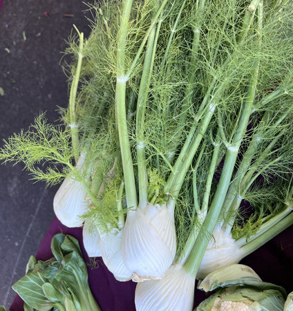 Florence fennel, Foeniculum vulgare var. azoricum, vegetable with white bulbous base and finely dissected leaves, bulbs can be eaten raw, sliced or grated into salads, or cooked inの写真素材
