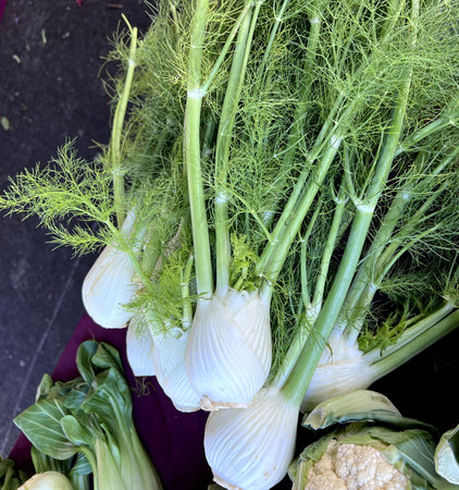 Florence fennel, Foeniculum vulgare var. azoricum, vegetable with white bulbous base and finely dissected leaves, bulbs can be eaten raw, sliced or grated into salads, or cooked inの写真素材