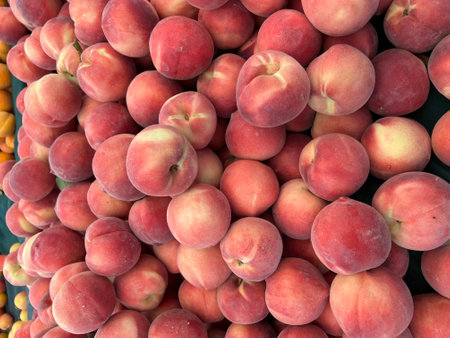White peach tree with ripe fruits, Prunus persica, tree with lanceolate green leaves and pinkish yellow ripe fruits with white delicious flesh.の写真素材