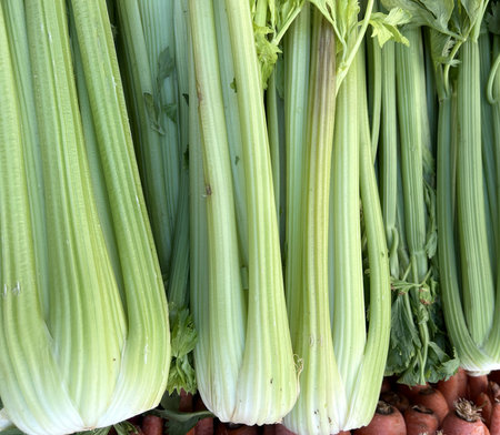 Celery, Apium graveolens var, dulce, vegetable crop with long whitish swollen leaf stalk used as...