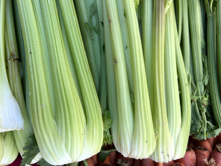 Celery, Apium graveolens var, dulce, vegetable crop with long whitish swollen leaf stalk used as vegetable, or pickled.の写真素材