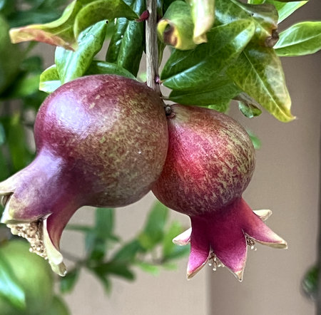 Pomegranate, Punica granatum fruit, globose fruit topped by tubular persistent calyx and enclosing fleshy seeds used as dessert and condiments when dried.の写真素材