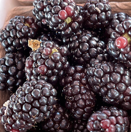 Blackberry edible fruits with clusters of black druplets held together joined to the central core,...