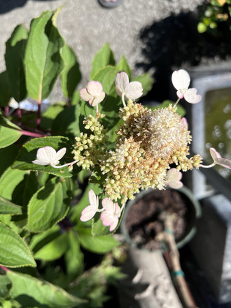 Torch Hardy Hydrangea, Hydrangea paniculata 'Torch Hardy', also known as 'Early Harry' with panicles...