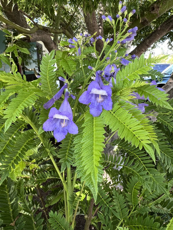 Bonsai blue jacaranda, Jacaranda mimosifolia 'Bonsai Blue', dwarf tree with delicate compound leaves...