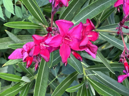 Oleander, Rosebay, Nerium oleander. evergreen ornamental shrub or tree with lanceolate leaves and red flowers in clustersの写真素材