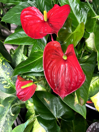 Anthurium andreanum 'Alabama', ornamental herb with cordate leaves and shinning red spathe with...