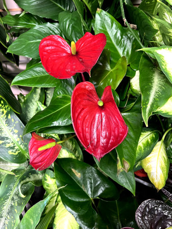 Anthurium andreanum 'Alabama', ornamental herb with cordate leaves and shinning red spathe with yellow spadix.の写真素材