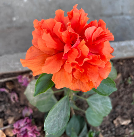 China Rose, Hibiscus rosa-sinensis with double orange-brown flowers, tropical evergreen shrub with elliptic serrate leaves and double orange flowers, flowers subtended by epicalyx.の写真素材