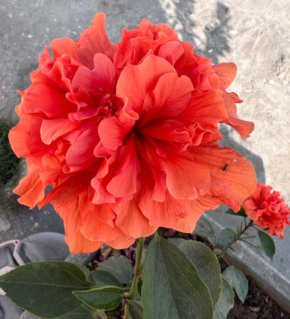 China Rose, Hibiscus rosa-sinensis with double orange-brown flowers, tropical evergreen shrub with elliptic serrate leaves and double orange flowers, flowers subtended by epicalyx.の写真素材