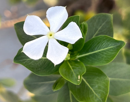 White Periwinkle, Catharanthus roseus, Vinca rosea evergreen dwarf shrub, oval to oblong glossy opposite leaves and white flowers with long corolla tube and spreading lobes.の写真素材