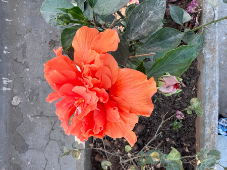 China Rose, Hibiscus rosa-sinensis with double orange-brown flowers, tropical evergreen shrub with elliptic serrate leaves and double orange flowers, flowers subtended by epicalyx.の写真素材