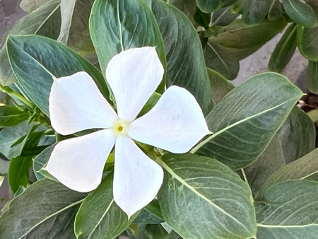White Periwinkle, Catharanthus roseus, Vinca rosea evergreen dwarf shrub, oval to oblong glossy opposite leaves and white flowers with long corolla tube and spreading lobes.の写真素材