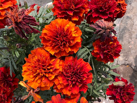 French marigold, Tagetes patula, Garden ornamental annual herb with pinnate compound leaves and orange red flowerheadsの写真素材