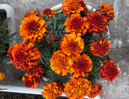 French marigold, Tagetes patula, Garden ornamental annual herb with pinnate compound leaves and orange red flowerheadsの写真素材