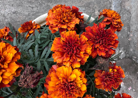 French marigold, Tagetes patula, Garden ornamental annual herb with pinnate compound leaves and orange red flowerheadsの写真素材